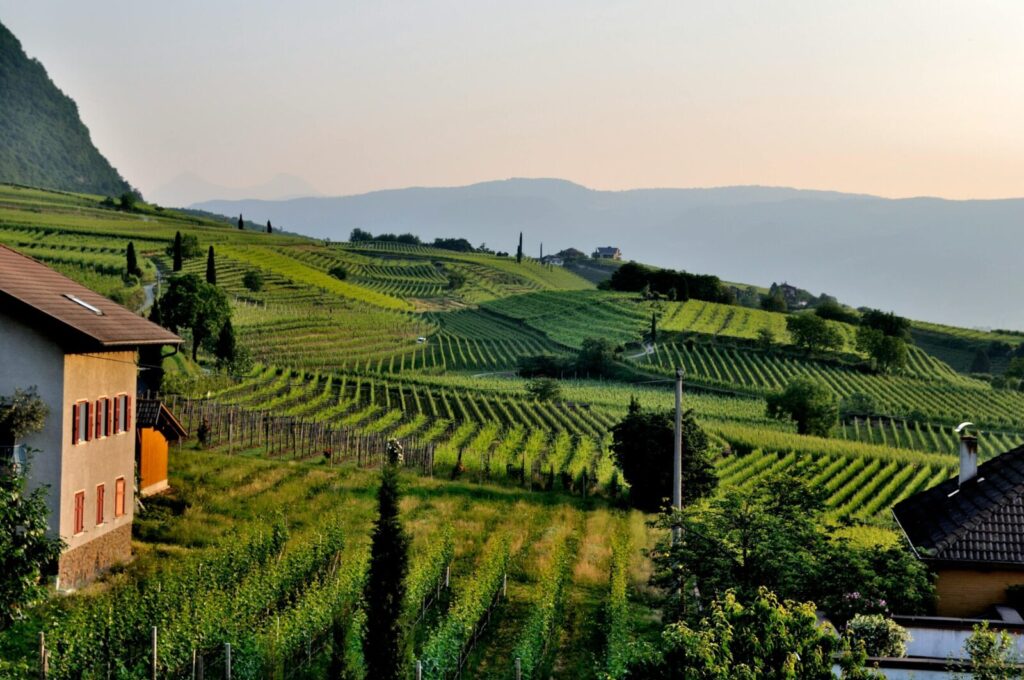 Idyllic countryside vineyard landscape featuring lush green rolling hills under a serene sky.